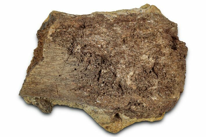 Fossil Dinosaur Bone in Sandstone - Wyoming #330991